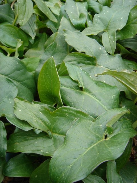 Arum italicum